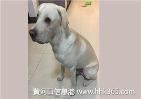 嚴格執行來料檢驗標準，保障寵物托運服務質量與安全