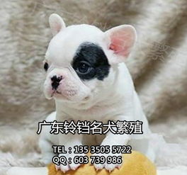 鈴鐺犬舍 專業繁殖法斗幼犬，上門看狗與全面售后保障的安心之選